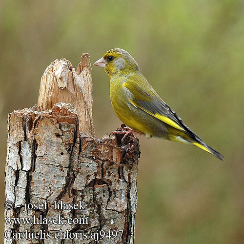 Carduelis chloris aj9497