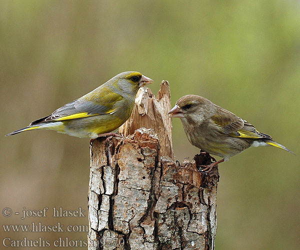 Зеленяк ירקון Carduelis chloris Greenfinch