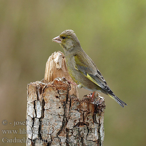 Greenfinch Grünling Grünfink Verdier Europe