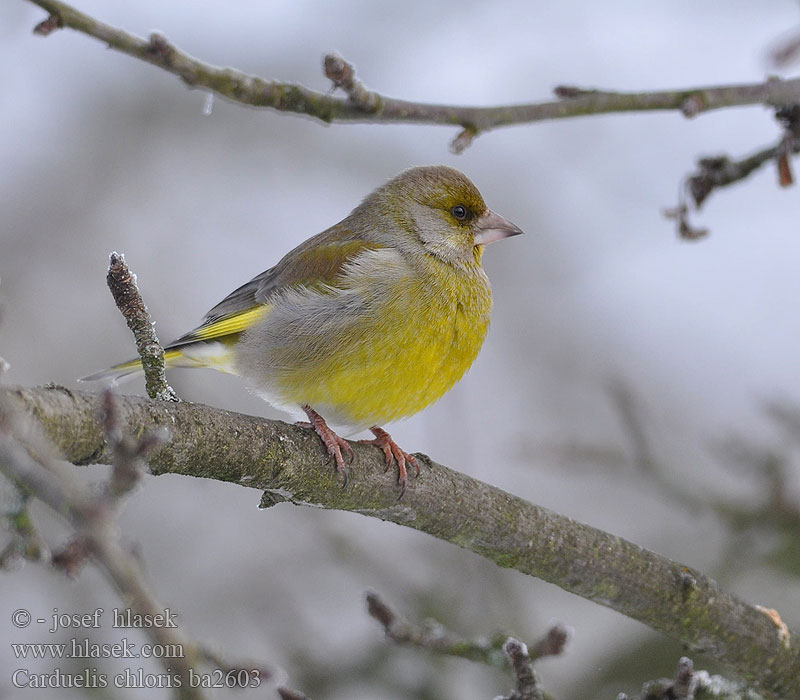 Carduelis chloris ba2603