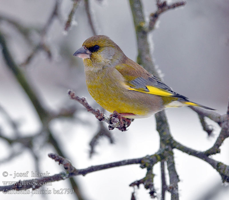 Carduelis chloris Grünling Grünfink Verdier