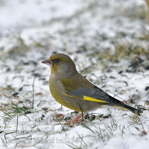 Carduelis chloris be5214