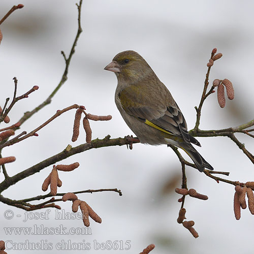 Carduelis chloris be8615