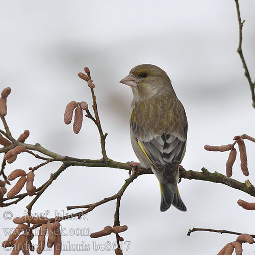 Carduelis chloris be8617