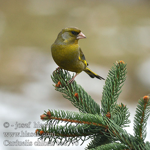 Carduelis chloris be8770