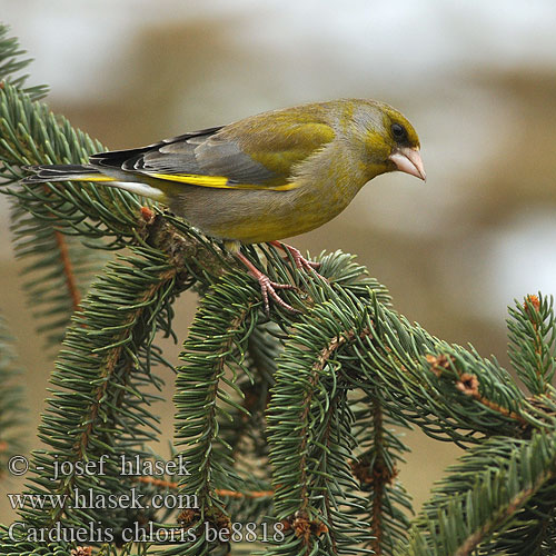 Зеленяк ירקון Carduelis chloris Greenfinch