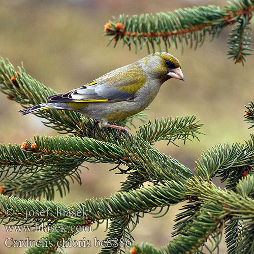 Carduelis chloris be8886