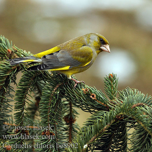 Greenfinch Grünling Grünfink Verdier Europe