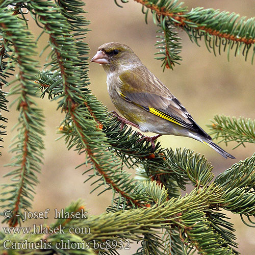 Greenfinch Grünling Grünfink Verdier Europe Verderón Común