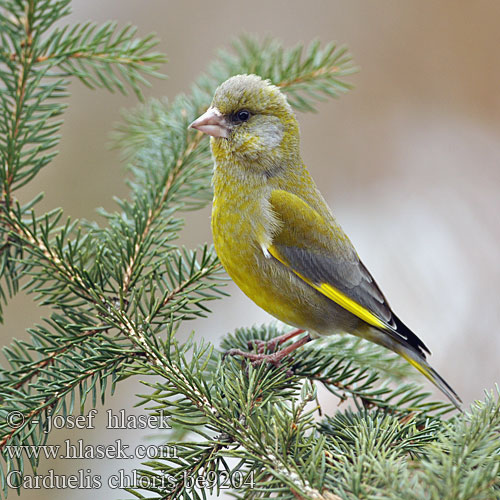 Greenfinch Grünling Grünfink Verdier Europe