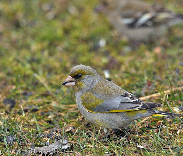 Carduelis_chloris_br1873