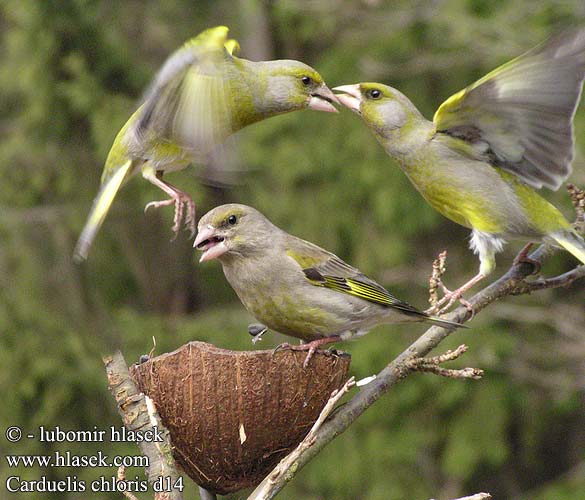 Carduelis chloris Grønnfink Grönfink