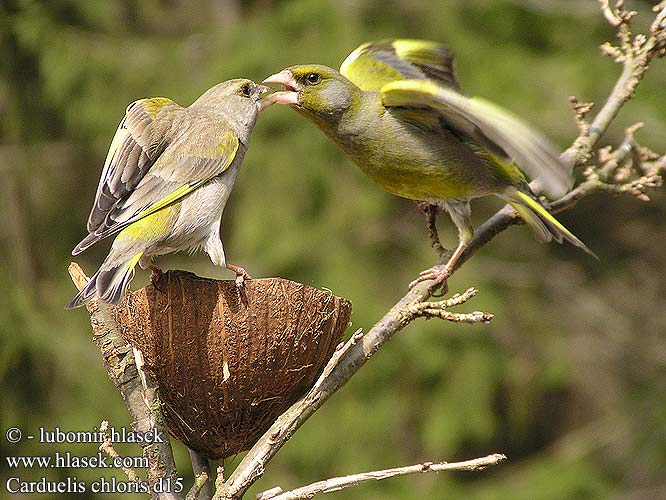 Carduelis chloris d15