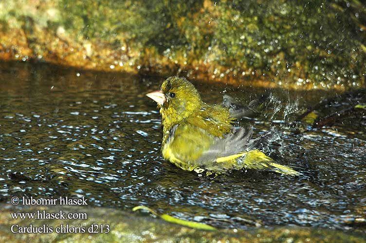 Carduelis chloris d213