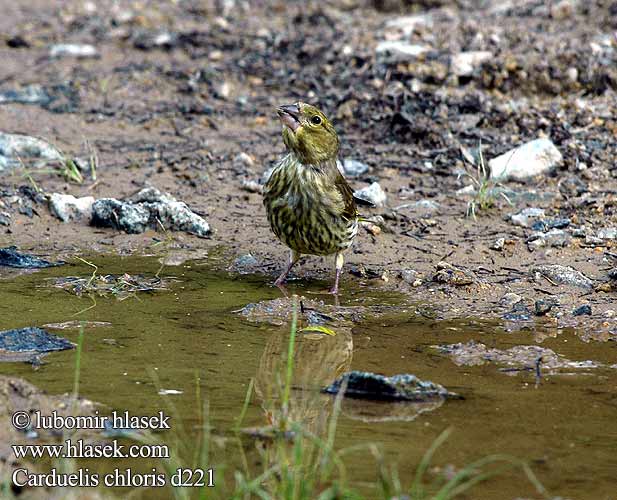 Carduelis chloris d221