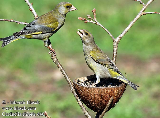 Carduelis chloris d46