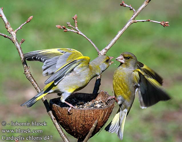 Carduelis chloris d47