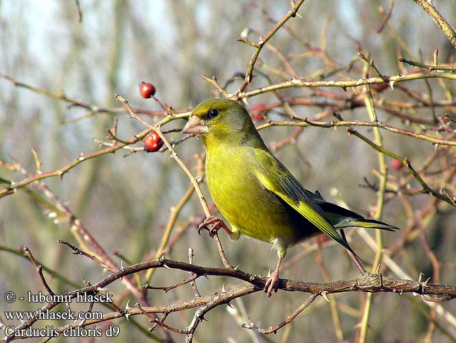 Carduelis chloris d9