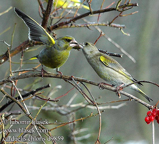 Carduelis chloris Greenfinch Grünling Grünfink