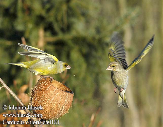 Carduelis chloris da0181