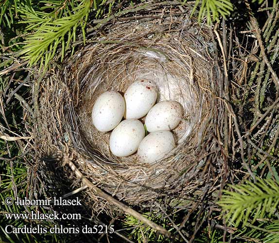 Carduelis chloris da5215