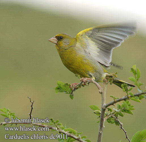 Carduelis chloris dc9011