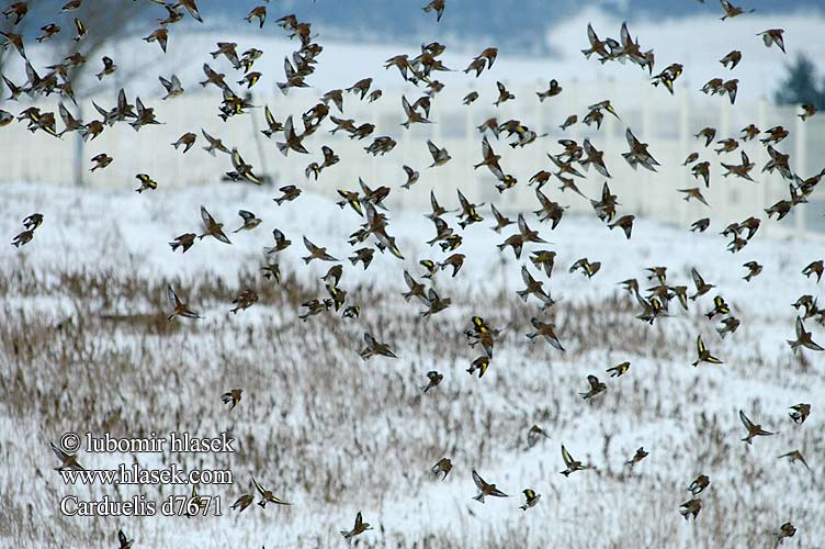 Carduelis d7671