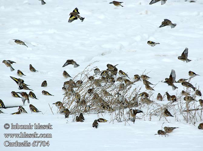 Carduelis sp