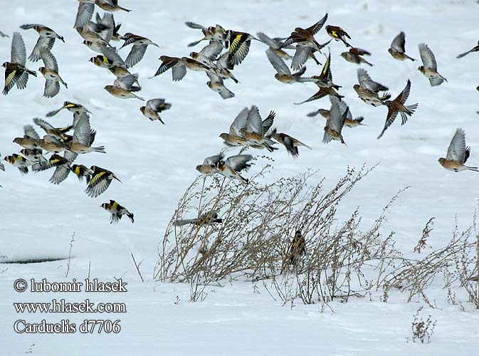 Carduelis d7706