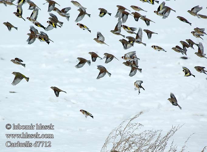 Carduelis d7712