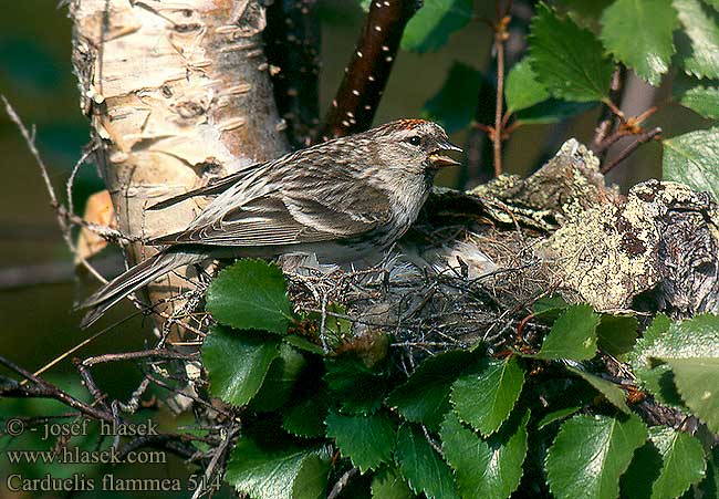 Carduelis flammea 514