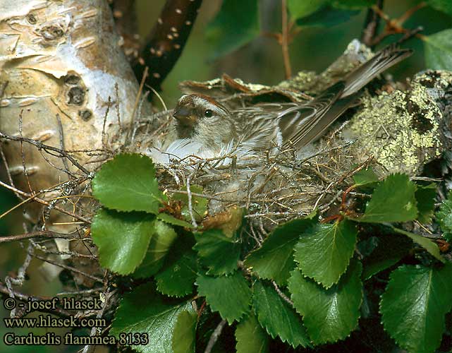 Carduelis flammea 8133