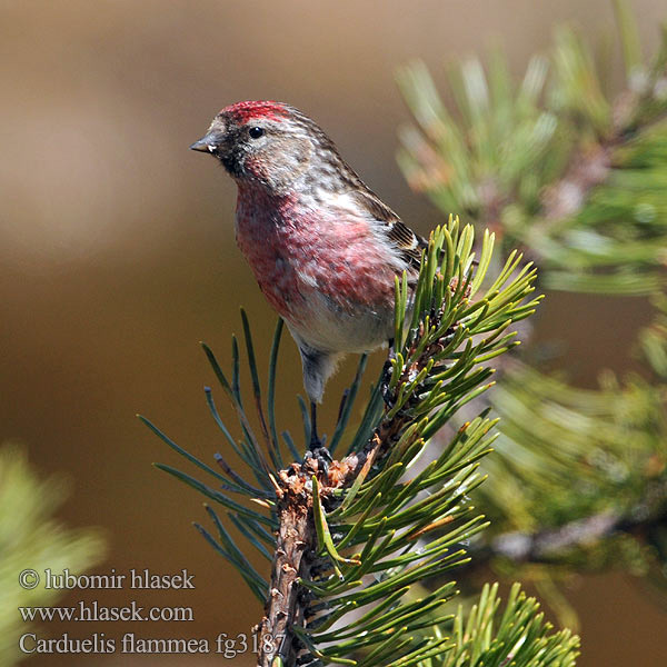 Carduelis flammea fg3187