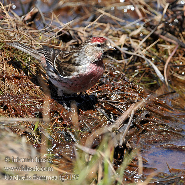 Carduelis flammea fg3197