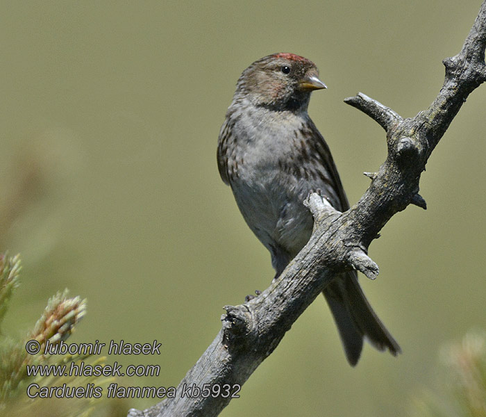 Carduelis flammea