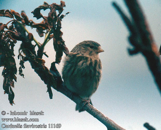 Carduelis flavirostris 1116