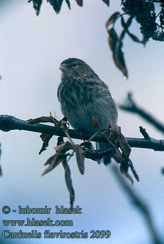 Carduelis flavirostris 2099