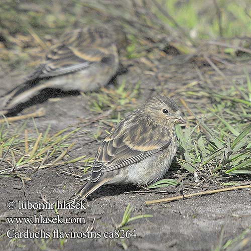 Carduelis flavirostris ea8264