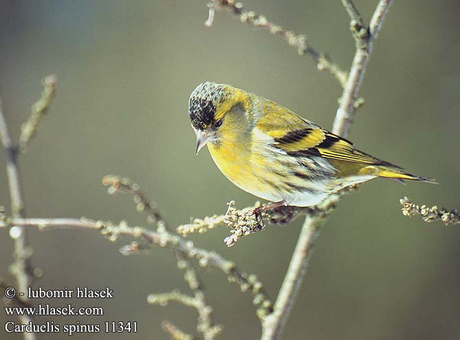 Carduelis spinus Siskin Grønsisken Vihervarpunen