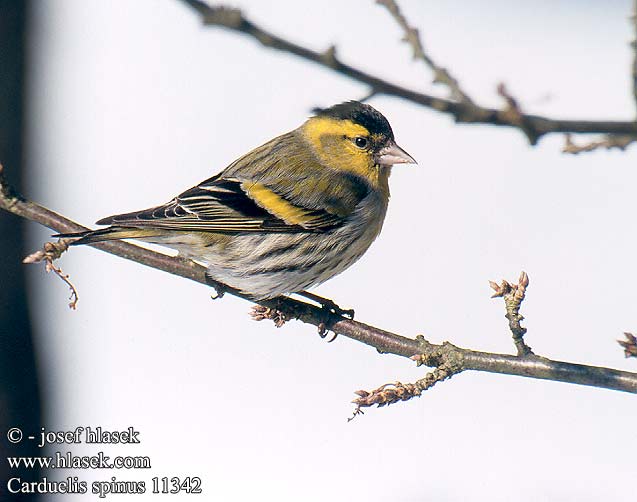 Carduelis spinus 11342