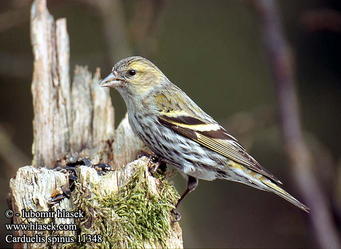 Carduelis spinus 11348