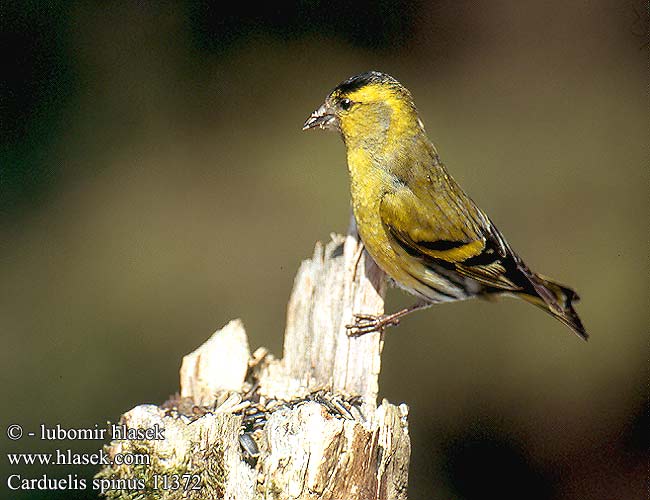 Karabaşlı iskete חרפי Carduelis spinus Siskin