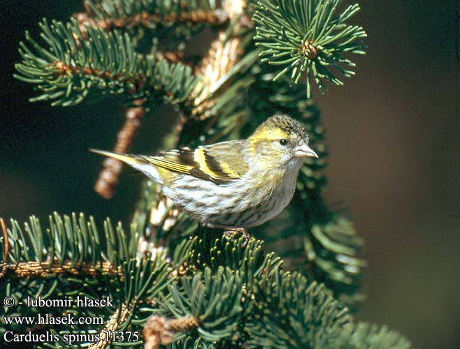 Siskin Grønsisken Vihervarpunen Tarin aulnes