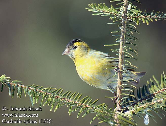 Carduelis spinus 11376