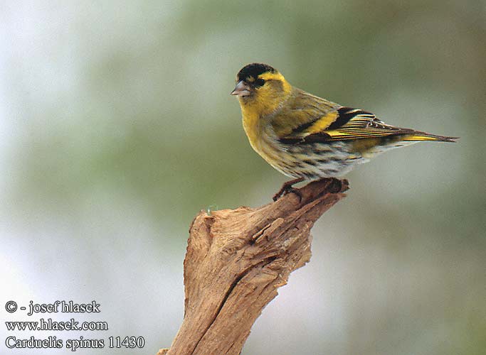 Carduelis spinus 11430