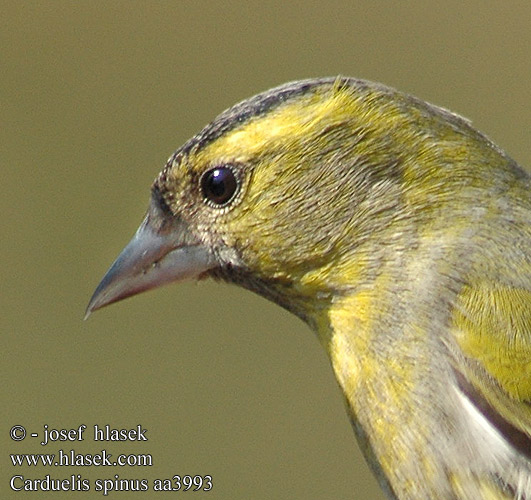 Carduelis spinus aa3993