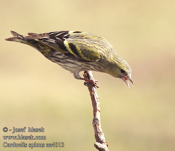 Carduelis spinus aa4013