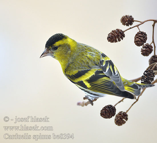 Karabaşlı iskete חרפי Carduelis spinus