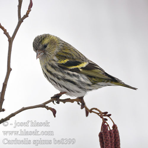 Siskin Grønsisken Vihervarpunen Tarin aulnes