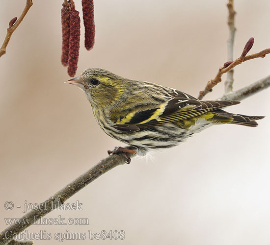 Carduelis spinus be8408